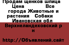 Продам щенков шпица › Цена ­ 20 000 - Все города Животные и растения » Собаки   . Ивановская обл.,Верхнеландеховский р-н